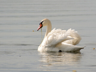 mute swan on the lake