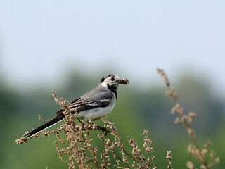 White wagtail with prey