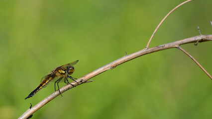 dragonfly on a branch