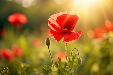Wild red poppy flower on natural green sunny background