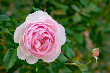 バラ園のピンク系のバラ（ヘリテージ）