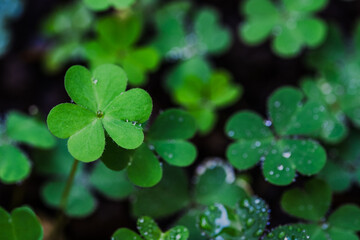Clover Leaves for Green background with three-leaved shamrocks. st patrick's day background, holiday symbol, Earth Day	