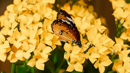 Macro of Danaus chrysippus, african monarch butterfly on a sunny summer day
