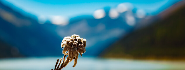 Leontopodium alpinum, Edelweiss, at the famous Kaunertal Glacier Road, Landeck, Tyrol, Austria