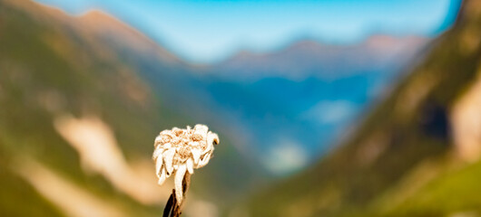 Leontopodium alpinum, Edelweiss, at the famous Kaunertal Glacier Road, Landeck, Tyrol, Austria
