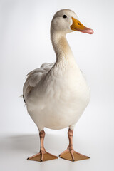 Duck isolated on white background.
