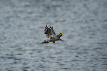 Noisy Miner Flying