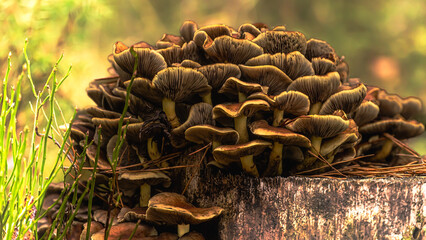 Mushrooms in macro photography with bokeh effect growing among green moss in the forest on a autumn day.