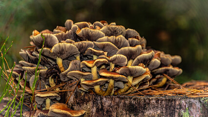 Mushrooms in macro photography with bokeh effect growing among green moss in the forest on a autumn day.