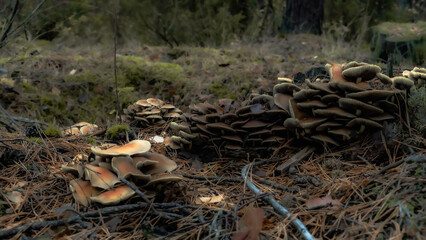 Mushrooms in macro photography with bokeh effect growing among green moss in the forest on a autumn day.
