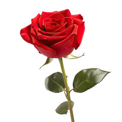 A Red Silk Rose Forever in Full Bloom Valentines Day. Isolated on a Transparent Background. Cutout PNG.