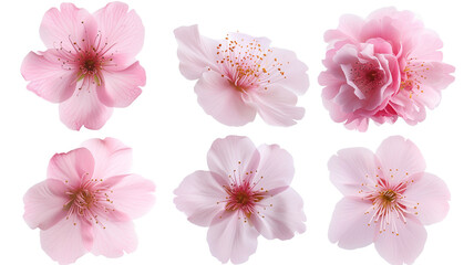 Set of beautiful cherry blossom flowers isolated on transparent background. - obrazy, fototapety, plakaty