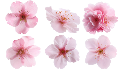 Set of beautiful cherry blossom flowers isolated on transparent background.
