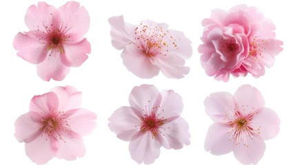 Rolgordijnen Set of beautiful cherry blossom flowers isolated on transparent background. © SRITE KHATUN