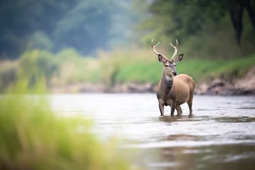 Fotobehang distant shot of waterbuck on river bend © stickerside