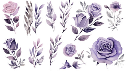 Watercolor elements purple roses on a white background