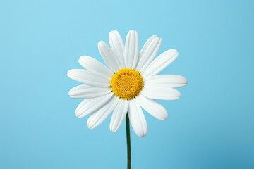 Background yellow summer flower spring nature beauty chamomile petal closeup blossom white daisy