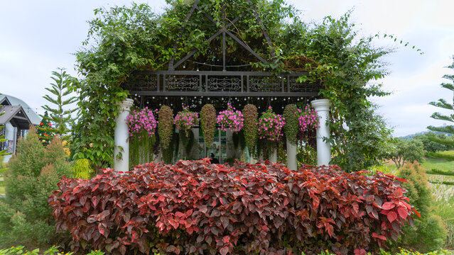 Location photos Ivy arch pavilion There are many types of colorful flowers, red leaf bushes, pine trees. The natural atmosphere is relaxing, quiet, refreshing. During the day, the weather is cool. 