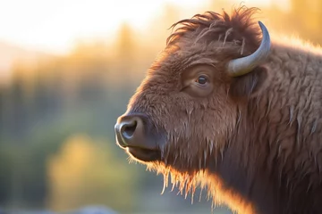 Rucksack backlit bison with rim light at golden hour © stickerside