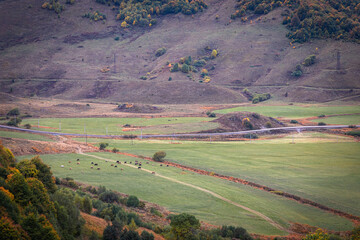 Obraz premium A herd of cows grazing in the mountains