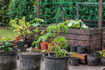 a tomato and some other plants in the back yard growing in training pots, with a cucumber trellis...