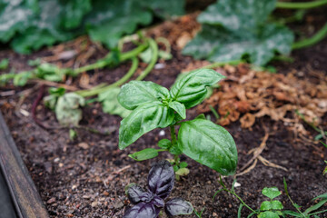 fresh green baby basil planted in the garden next to a smaller purple basil plant