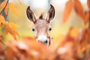 Zelfklevend Fotobehang donkey with erect ears framed by autumn-colored leaves © stickerside