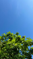 Tree green leaves, clear blue sky and sunlight for background, wallpaper, ads, banner, backdrop, social media post, print, post card, summer, spring, good weather, daytime, environment, green space