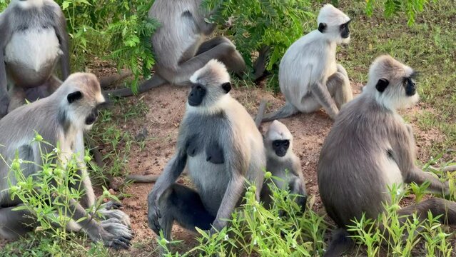 large group of tufted gray langur sit on grass and groom each others fur at Yala National Park, Sri Lanka