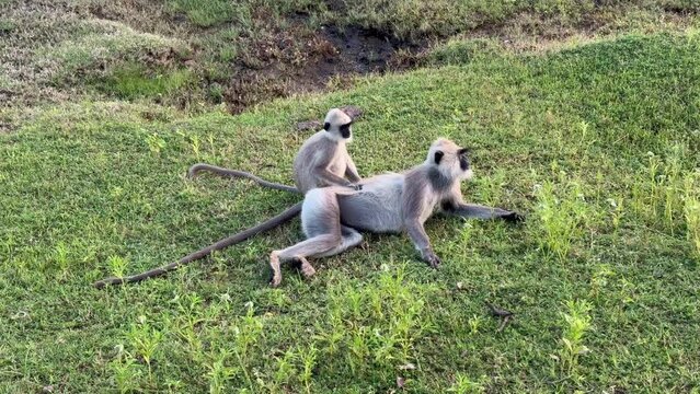 Tufted gray langur lay on grass and groom each others fur at Yala National Park, Sri Lanka