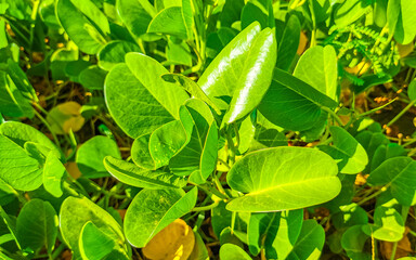 Tropical plants Trees Foliage and flowers in Puerto Escondido Mexico.