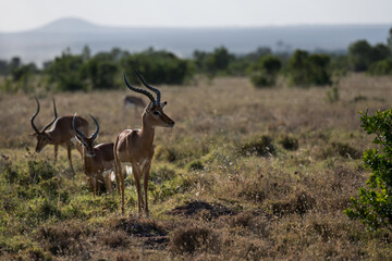 Antelope in the savannah of Africa