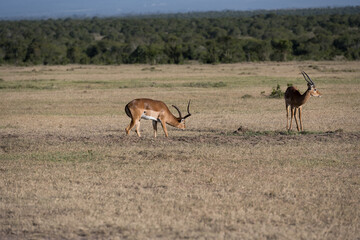 Naklejka na ściany i meble Antelope in the savannah of Africa