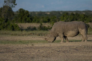 Fototapeta premium the last Rhinos in Africa are threatend with extinction