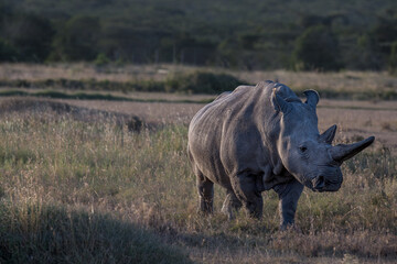 the last Rhinos in Africa are threatend with extinction