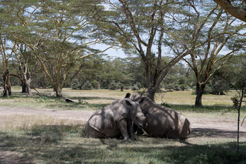 the last Rhinos in Africa are threatend with extinction