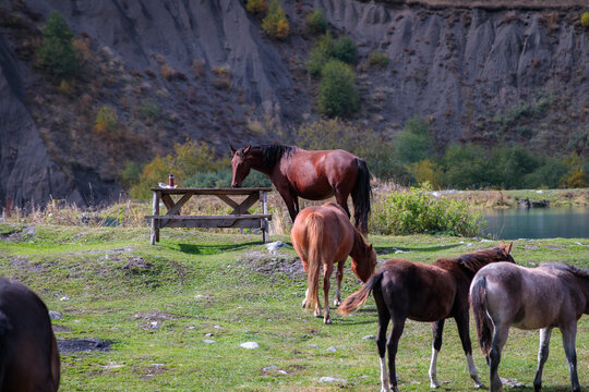 Herd of wild horses in the mountains