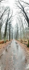 rainy day path in the woods, vertical panoramic