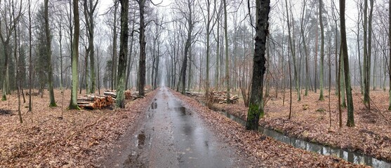 A panoramic rainy landscape of woods with a pathway in the middle