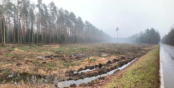 Panoramic landscape of a cut down part of a pine forest