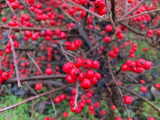 Cotoneaster ornamental shrub with red berries, leafless, in wintertime