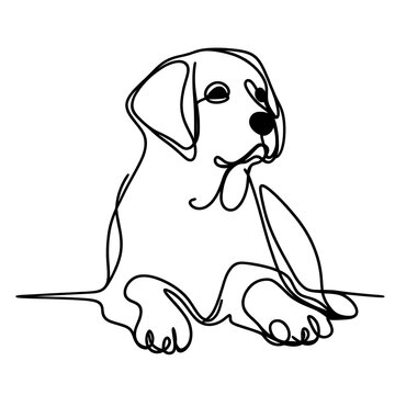 Beagle puppy on white background.