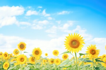 Fototapeta premium sunflower field with a clear, blue sky backdrop