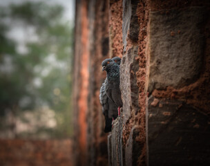 Extremely detailed Indian Pigeon peeking from a hole in the wall