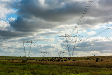 Cows grazing in the Argentine countryside, beneath a power line that crosses
