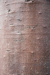 Toned photo bark of broad trunks medium baobab tree or Adansonia, deciduous of the hibiscus Malvaceae family, subfamily Bombacoideae, among the most long-lived of vascular plants