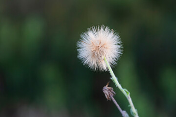 Grass texture abstract patterns, Exploring the Essence of Abstracted Grassland