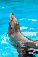 Obraz premium Beautiful vertical close side portrait of a sea lion sticking its head out while swimming