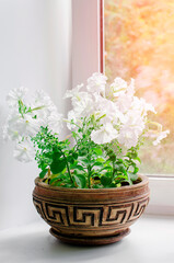 White petunia flowers grow in a clay pot on the windowsill. Vertical photography.