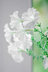 petals of white petunia flowers. Close-up, selective focus. Vertical photography.